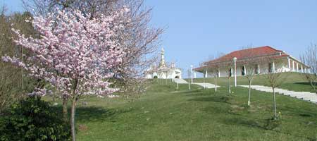 IMC-Österreich:Kirschbaumblüte